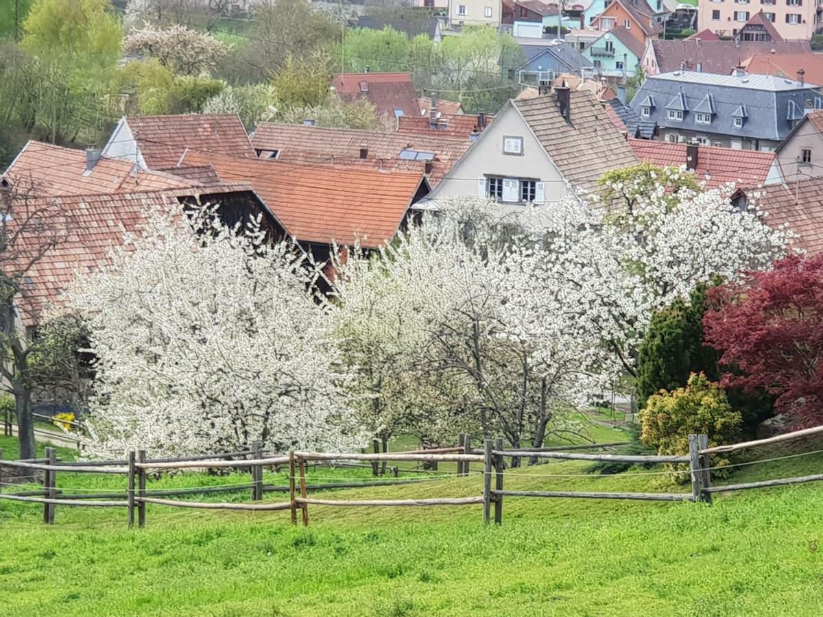 Petit Week End Dans La Vallee Breitenbach-Haut-Rhin Exterior foto